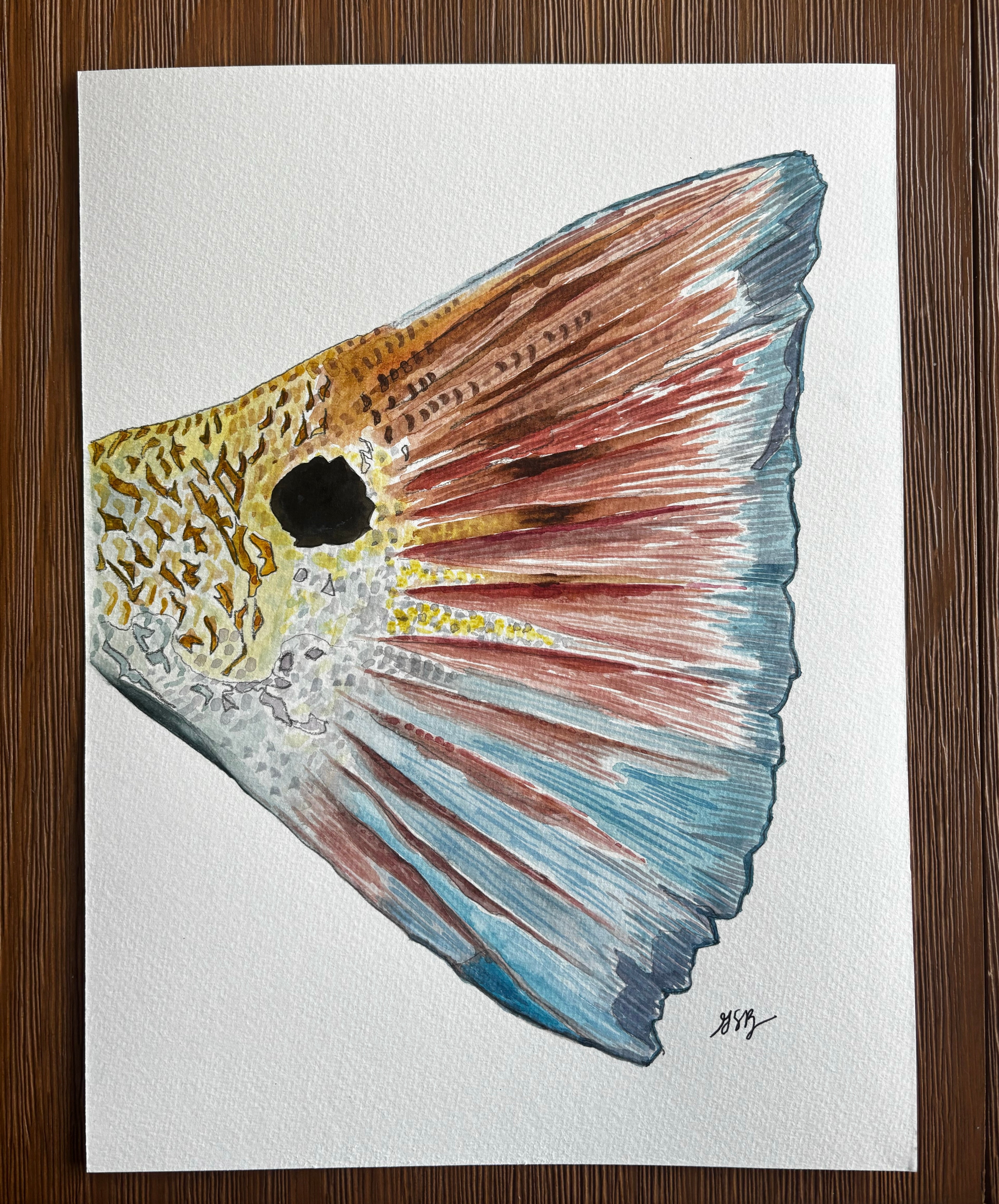 Redfish Tail Commission