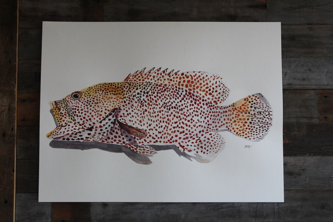Strawberry Grouper