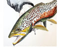 Brown Trout Commission