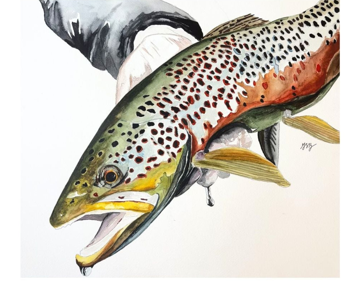 Brown Trout Commission