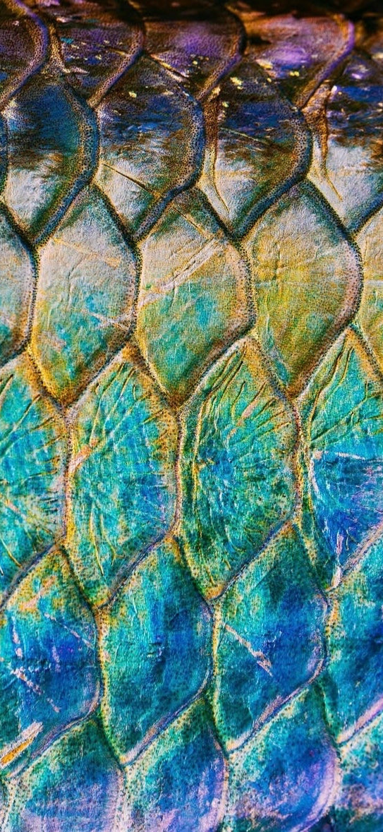 Tarpon Scale Commission