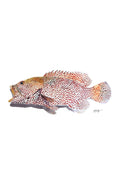 Strawberry Grouper